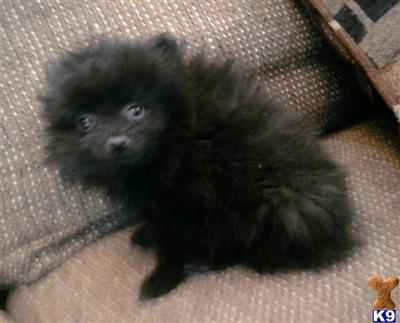 Puppies in NJ